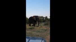 Close encounter with big tusker, Ezulwini