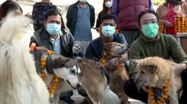 Worshippers in Nepal hold 'Day of the Dogs' festival to honour canines with treats and garlands