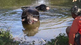 Water buffalo cooling down after a hot day in Thailand, in a pond are not impressed by being photographed by a foreigner.