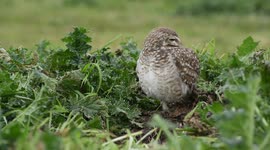 Interesting owl that lives underground