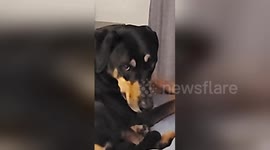 Jealous dog not impressed with the arrival of newborn twins
