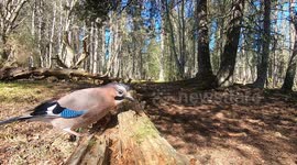 The amazing sound a Jay makes!