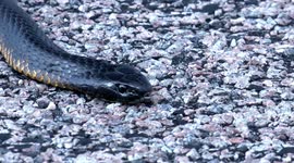 Deadly Australian Tiger Snake displays weird behavior
