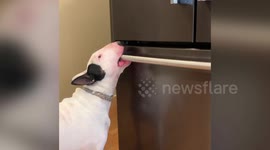 Hilarious video shows a smart dog helping herself to food