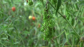 What the cluck? Indonesian farmers discover odd chillies that look like feathers