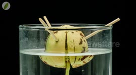 Czech man records avocado tree's growth over 60 days in calming timelapse