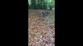 Nigel the moonwalking greyhound