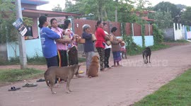A peaceful morning in rural Thailand is briefly shattered as two fight and almost knock down a monk who is collecting alms.