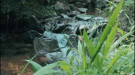 ASMR Sounds of Nature