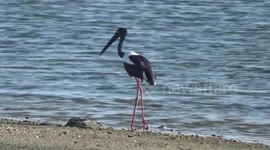 sri lankan largest and very rare bird  like human size