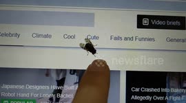 This is probably the most tamest fly insect ever!