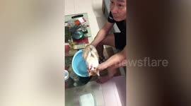 Adorable pet cat lies perfectly still for grandfather to show son how to bathe newborn babies