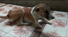 Stray dog from India finds loving home in UK after losing limbs in train accident