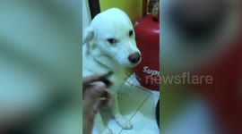 Guilty Labrador can't look at owner after being caught chewing through cables