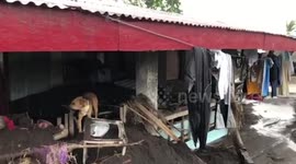 Loyal dog waits patiently outside owner's home after they were separated during typhoon