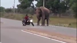 a stupid man who making fun an injured elephant