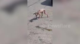 Heartwarming footage shows transformation of starving stray dog over the course of a year