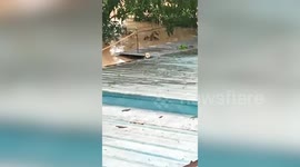 Heroic woman saved dogs trapped in floods during Typhoon Vamco in the Philippines