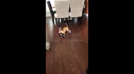 Canadian winters are hard to prepare for when Chihuahua hilariously tries to walk in miniature boots