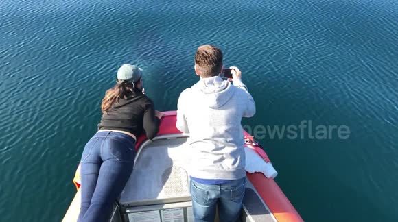 Pod of killer whales put on show for tourist boat off coast of California