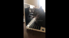 Owner has this amazingly simple TikTok hack to stop cats lying on laptops: gift your cat a laptop