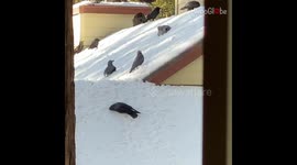 Raven spotted frolicking in snow on roof