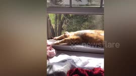 This adorable cat stretches out on its back every sunny day.