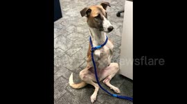 Disabled dog Rocky flies from India to London to join her new mum