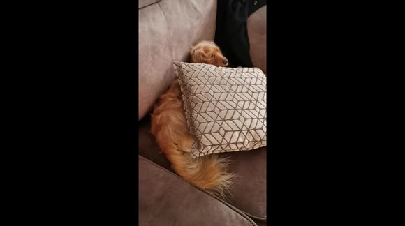 Lottie Doggie making herself comfortable on the couch.