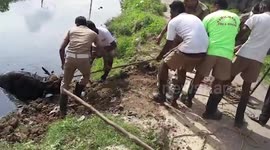 Firefighters rescue buffalo hit by train from sewer in southern India