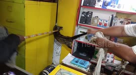Customers shocked when wild civet burst into mobile phone shop in Indonesia