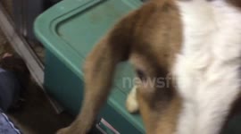 Bottle babies tearing up my garage