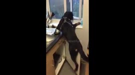 Dexter The Cupboard Surfing Rottie