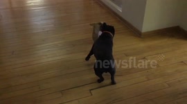 Chihuahua vs bulldog