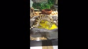 temp