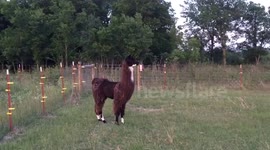 Tony aka Lightning getting used to us