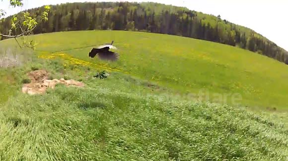 Wild turkey flies out of the grass and scares onlookers