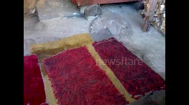 Бешеные мыши