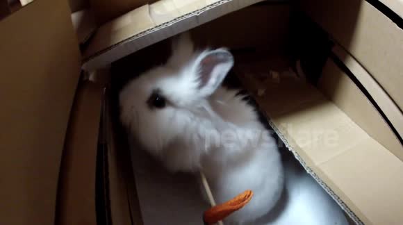 Homemade Cardboard Hotel for Pet Bunny Rabbit