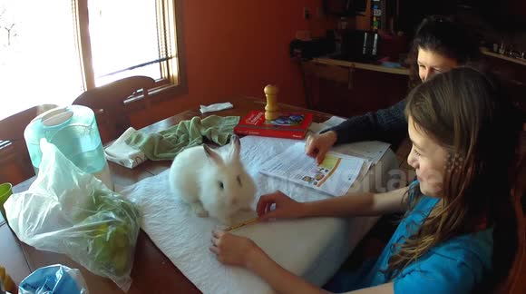 Bunny rabbit helps girl stay on track with homework.