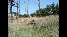 Первая встреча с больным орланом птенцом на острове