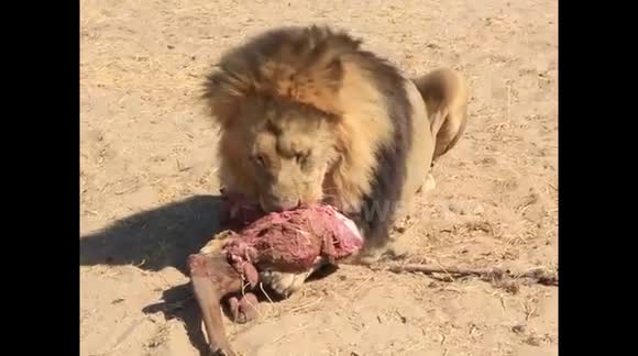 Lion Eating Dinner