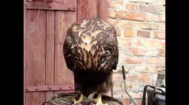 Орлан почти выздоровел... обедает мясом