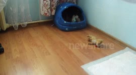 Fearless parrot teases Toy Terrier