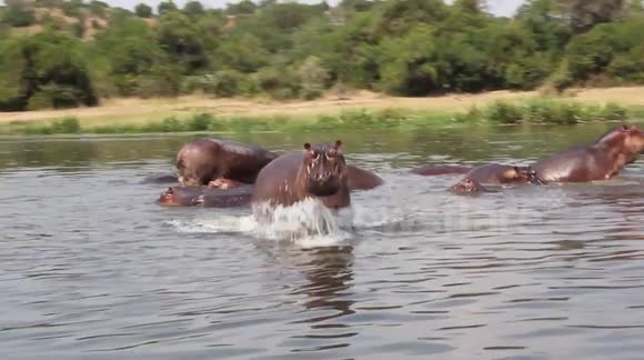 Hippo chases boat