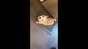 temp