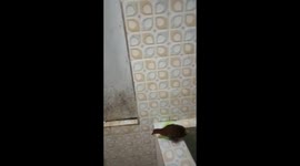 Bird strayed into resident's bathroom during heavy rains in Indonesia