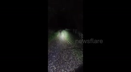 Dog walker captures incredible footage of big cat sighting in the Welsh countryside amid fears a PUMA is on the loose