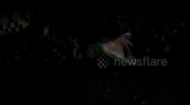 Escaped pet crocodile caught hiding under a car