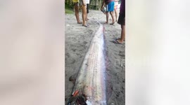 Oarfish found dead in the Philippines on Friday 13th a day after earthquake
